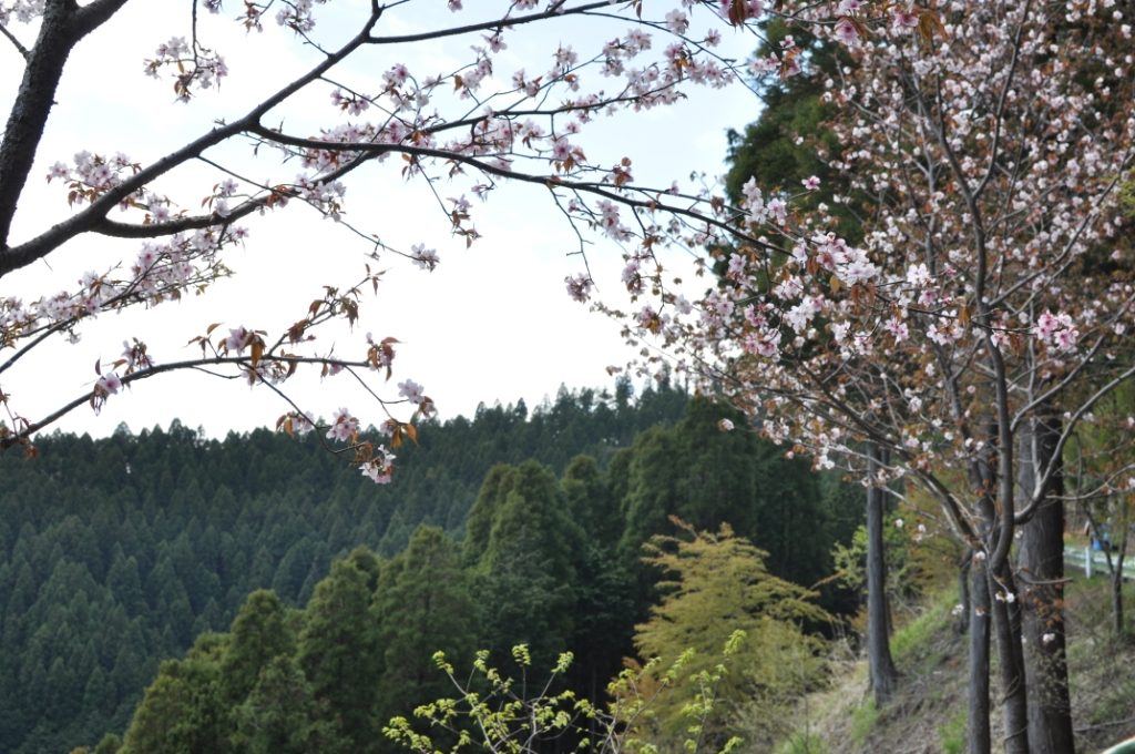 小仏峠の桜