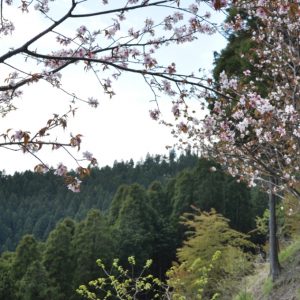 小仏峠の桜