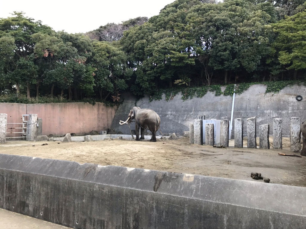 金沢自然動物公園ゾウ