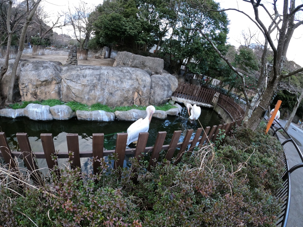金沢自然動物公園白鳥