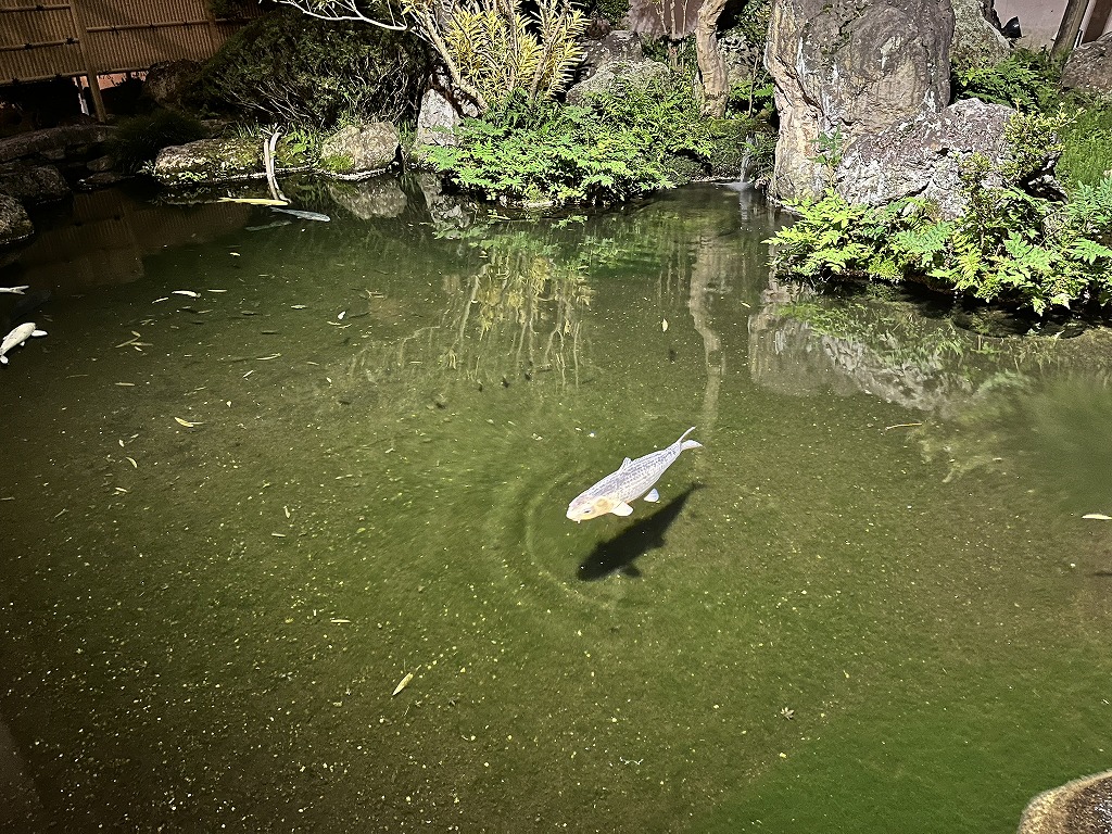 大田原温泉ホテル龍城苑の鯉